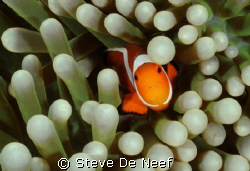 I'm new to tropical waters so I was very excited to shoot... by Steve De Neef 